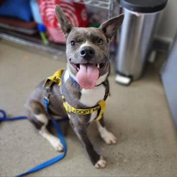 Rescue Mixed Breed Dogs for Adoption in Huntsville, Alabama - Woodstock (Meeko) | PetCurious