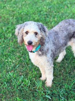 Daisy -  Bernadoodle Dog for Adoption in Anniston, Alabama - Daisy | PetCurious