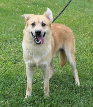 Wilhelm (11945) -  Shepherd and Labrador Retriever Dog for Adoption in Heath, Ohio - Wilhelm (11945) | PetCurious