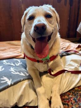 Rescue Yellow Labrador Retriever Dogs for Adoption in Petaluma, California - Rosie | PetCurious