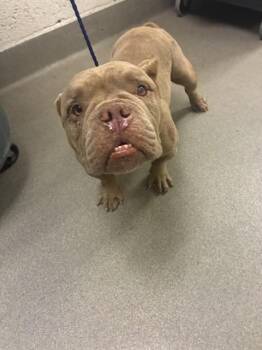 BURCE -  American Bulldog and Mixed Breed Dog for Adoption in Doral, Florida - BURCE | PetCurious