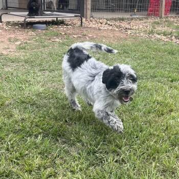 Schnauzer and Mixed Breed Dogs Available for Adoption in Houston, Texas - Cookie Possum | PetCurious