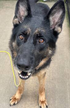 Robbin -  German Shepherd Dog Dog for Adoption in Dixon, Illinois - Robbin | PetCurious