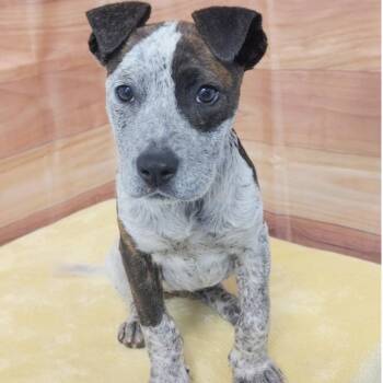 Pit Bull Terrier and Mixed Breed Dogs Available for Adoption - Wren | PetCurious