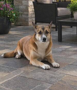 Turkish Kangal and Pembroke Welsh Corgi Dogs Available for Adoption in Houston, Texas - SANSA | PetCurious