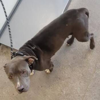110083 -  Mixed Breed Dog for Adoption in Las Cruces, New Mexico - 110083 | PetCurious