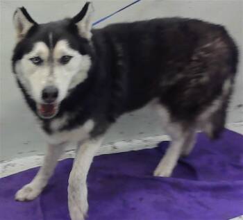 Husky and Mixed Breed Dogs Available for Adoption - A2060743 | PetCurious