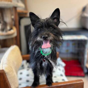 Terrier and Mixed Breed Dogs Available for Adoption in Fargo, North Dakota - Pablo | PetCurious