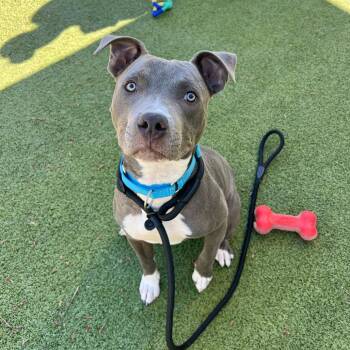 Kuzko -  Pit Bull Terrier Dog for Adoption in Apache Junction, Arizona - Kuzko | PetCurious