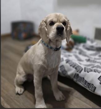 Cocker Spaniel Dogs Available for Adoption - Bruno-* Applications Pending * | PetCurious