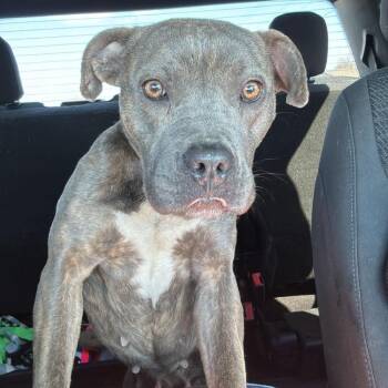 Pit Bull Terrier Dogs Available for Adoption - Harriet | PetCurious