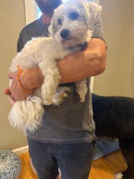 Dasha -  Bichon Frise and Mixed Breed Dog for Adoption in Shrewsbury, Massachusetts - Dasha | PetCurious