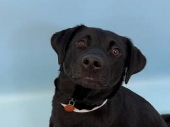 Bear -  Labrador Retriever and Husky Dog for Adoption in Woodbury, Minnesota - Bear | PetCurious
