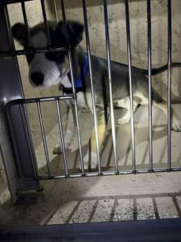 Siberian Husky and Mixed Breed Dogs Available for Adoption - A794360 | PetCurious