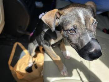 MARISOL LUNA -  American Staffordshire Terrier Dog for Adoption in San Antonio, Texas - MARISOL LUNA | PetCurious