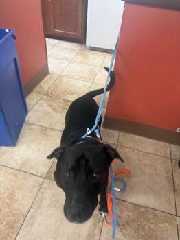 Cacti -  Mixed Breed Dog for Adoption in Cincinnati, Ohio - Cacti | PetCurious