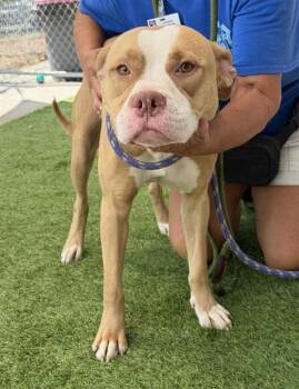 American Bulldog and Mixed Breed Dogs Available for Adoption in Fort Myers, Florida - JANE | PetCurious