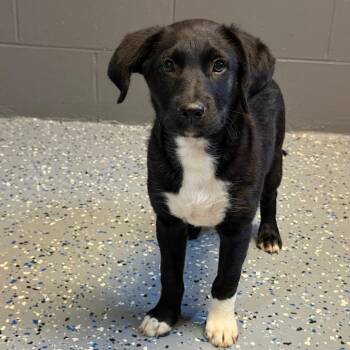 Labrador Retriever and Shepherd Dogs Available for Adoption in Tuscaloosa, Alabama - TUSC-Stray-84160 | PetCurious