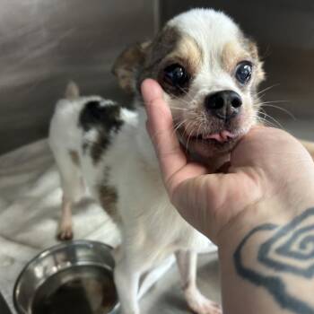 Spotty -  Chihuahua Dog for Adoption in Northbrook, Illinois - Spotty | PetCurious