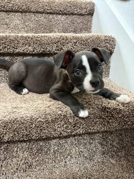 Marcy -  Pit Bull Terrier Dog for Adoption in Penryn, California - Marcy | PetCurious