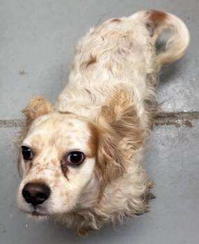Fleece -  Cocker Spaniel Dog for Adoption in Austin, Texas - Fleece | PetCurious