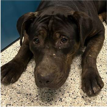 Mixed Breed Dogs Available for Adoption in Nashville, North Carolina - NICOLE  Available NOW - ADOPTION Or RESCUE! | PetCurious