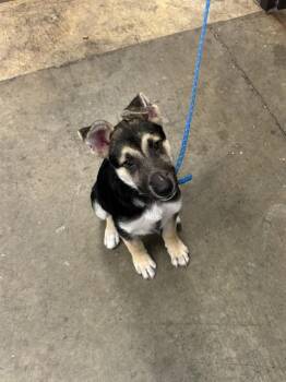 SIMBA -  German Shepherd Dog Dog for Adoption in Ontario, California - SIMBA | PetCurious