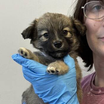 Chihuahua and Feist Dogs Available for Adoption in Hattiesburg, Mississippi - Fast | PetCurious