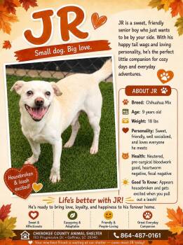 JR -  Chihuahua Dog for Adoption in Stratham, New Hampshire - JR | PetCurious