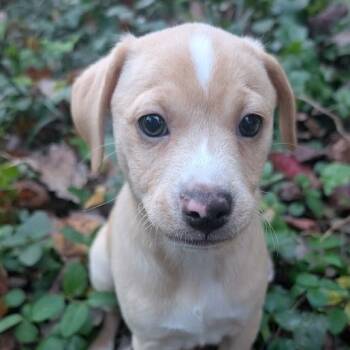 Rescue Mixed Breed Dogs for Adoption in Raleigh, North Carolina - Auryn | PetCurious