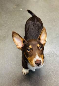 Aussie mix pups -  Australian Shepherd Dog for Adoption in Council Bluffs, Iowa - Aussie Mix Pups | PetCurious