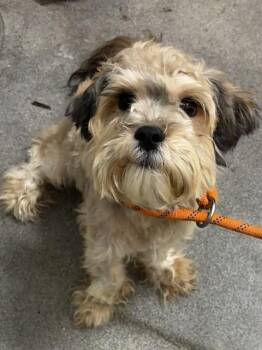 OLIVER -  Terrier Dog for Adoption - OLIVER | PetCurious