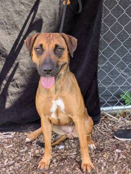 Vivian -  Mixed Breed Dog for Adoption in Huntsville, Alabama - Vivian | PetCurious