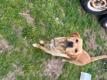 Labrador Retriever Dogs Available for Adoption in Zimmerman, Minnesota - Rusty | PetCurious