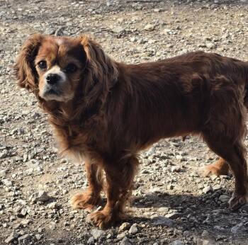 Cavalier King Charles Spaniel Dogs Available for Adoption - Nellie | PetCurious