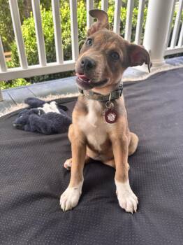 Macey -  Mountain Cur Dog for Adoption in Nashville, Tennessee - Macey | PetCurious