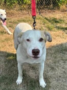 Rescue Mixed Breed Dogs for Adoption in Kellogg, Idaho - TukTuk | PetCurious