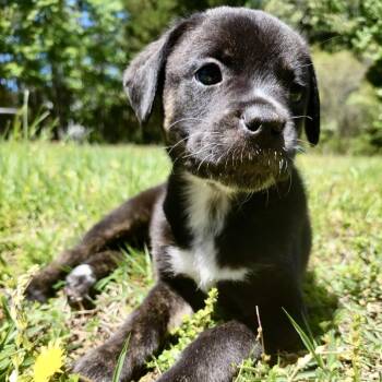 Spa -  Labrador Retriever Dog for Adoption in Wake Forest, North Carolina - Spa | PetCurious