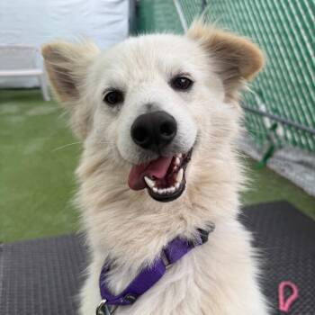Bebito -  Mixed Breed Dog for Adoption in San Diego, California - Bebito | PetCurious