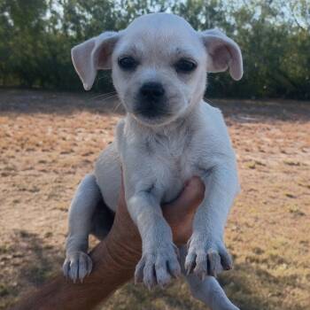 Rescue Pug Dogs for Adoption in West Islip, New York - Annalise | PetCurious