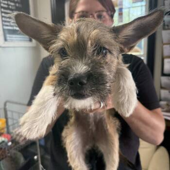 Morrigan -  Terrier Dog for Adoption in Savannah, Georgia - Morrigan | PetCurious