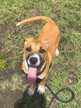 Shepherd Dogs Available for Adoption in Benton, Arkansas - Callie | PetCurious