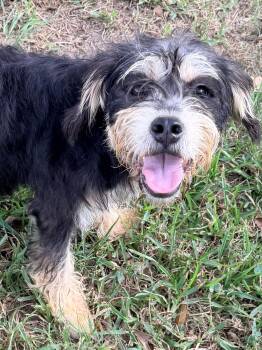 Bluey -  Bernadoodle and Terrier Dog for Adoption in Baker, Louisiana - Bluey | PetCurious