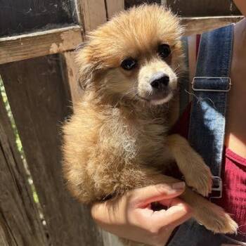 Mort -  Pomeranian and Terrier Dog for Adoption in Sonoma, California - Mort | PetCurious