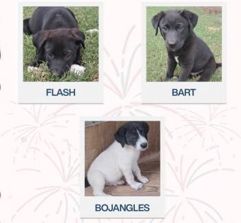 Flash -  Black Labrador Retriever and Border Collie Dog for Adoption in Quinlan, Texas - Flash | PetCurious