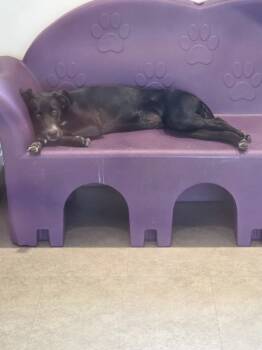 Rescue Labrador Retriever and Mixed Breed Dogs for Adoption in Bossier City, Louisiana - Strawberry | PetCurious