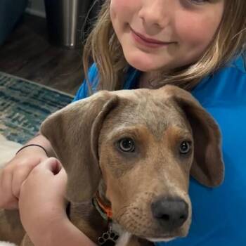 Louis Sullivan -  Basset Hound and Pit Bull Terrier Dog for Adoption in Friendswood, Texas - Louis Sullivan | PetCurious