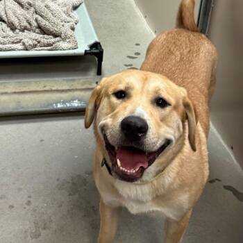 Mixed Breed Dogs Available for Adoption - Lil Mama | PetCurious