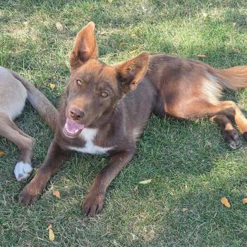 Rosemary -  Husky and Mixed Breed Dog for Adoption in Tacoma, Washington - Rosemary | PetCurious