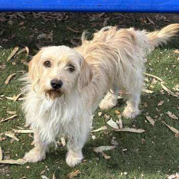 Benny -  Dachshund and Terrier Dog for Adoption in Sonoma, California - Benny | PetCurious